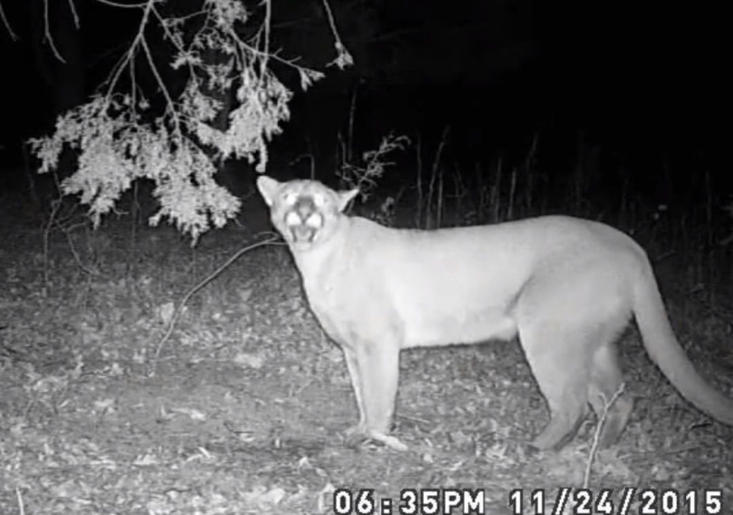 TN Officials Confirm First Sighting of Mountain Lion in 100 Years ...