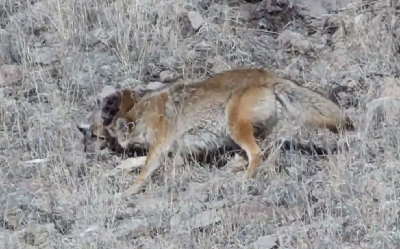 Idaho Big Cats Idaho Big Cats