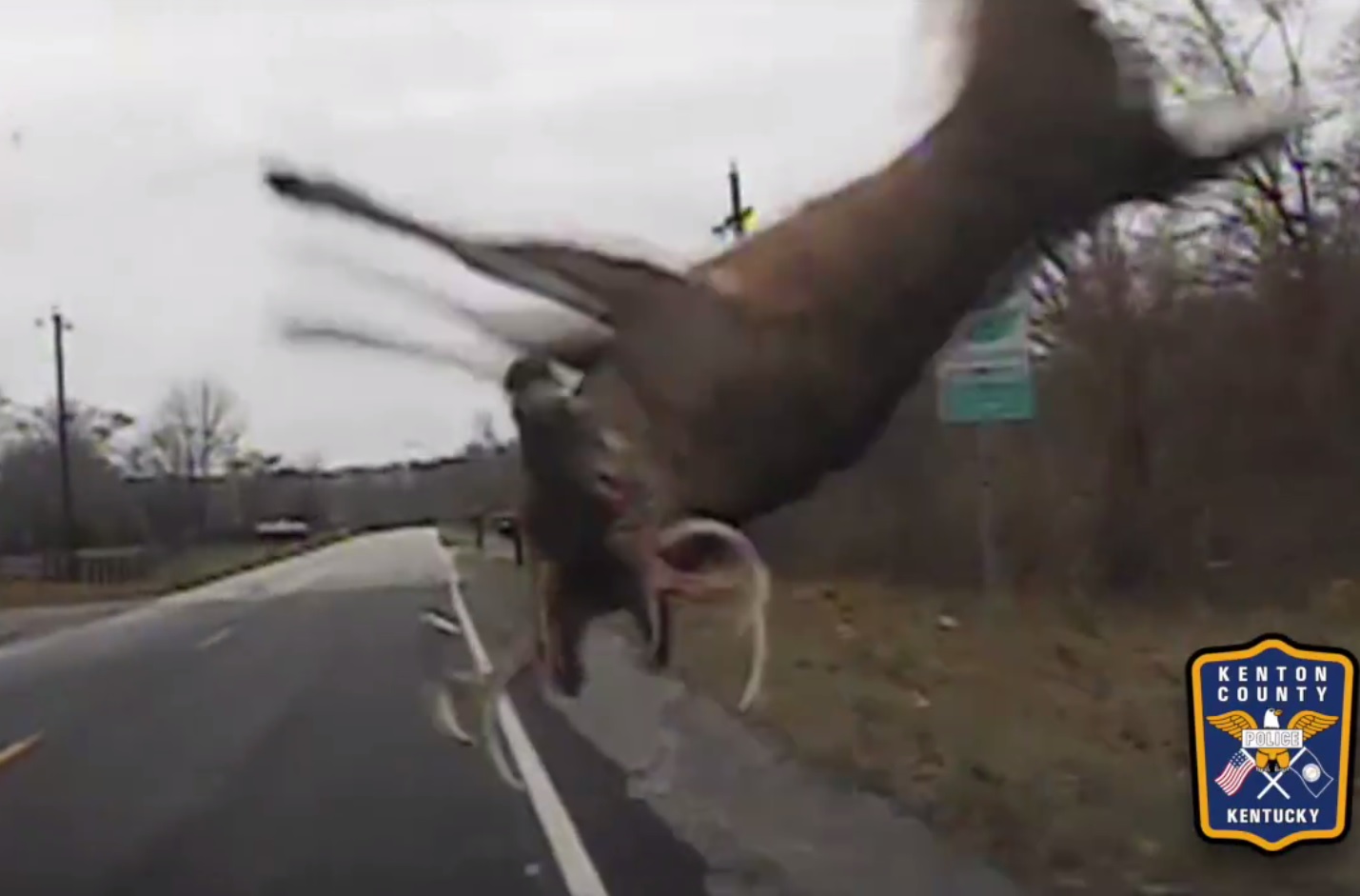 Video Deer Goes Airborne, Recovers Perfectly after Vehicle Collision