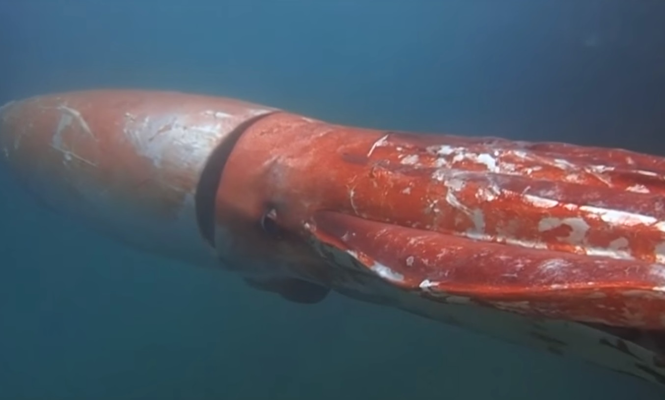 Video: Japanese Diver Swims with Giant Squid | OutdoorHub