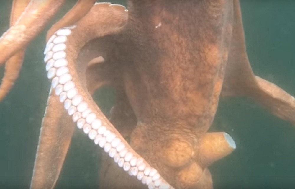 angry giant octopus