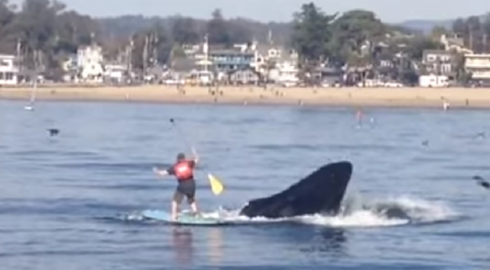 Video: California Paddleboarder Nearly Swallowed By Whale | OutdoorHub