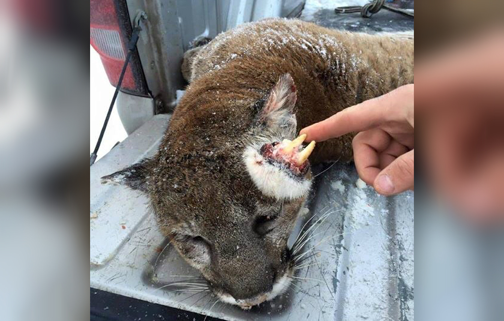 Photos: Idaho Hunter Shoots Mountain Lion with Bizarre Deformity