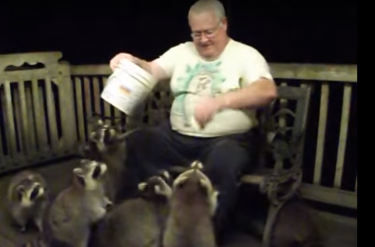 Strange Video of the Day: Man Feeds Obese Raccoons from 