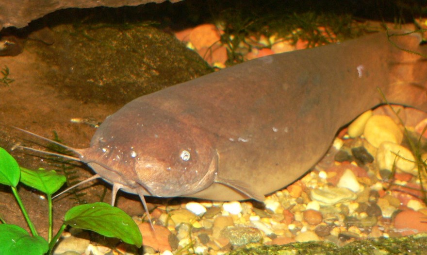 The Electric Catfish and 6 More Bizarre Catfish Species OutdoorHub