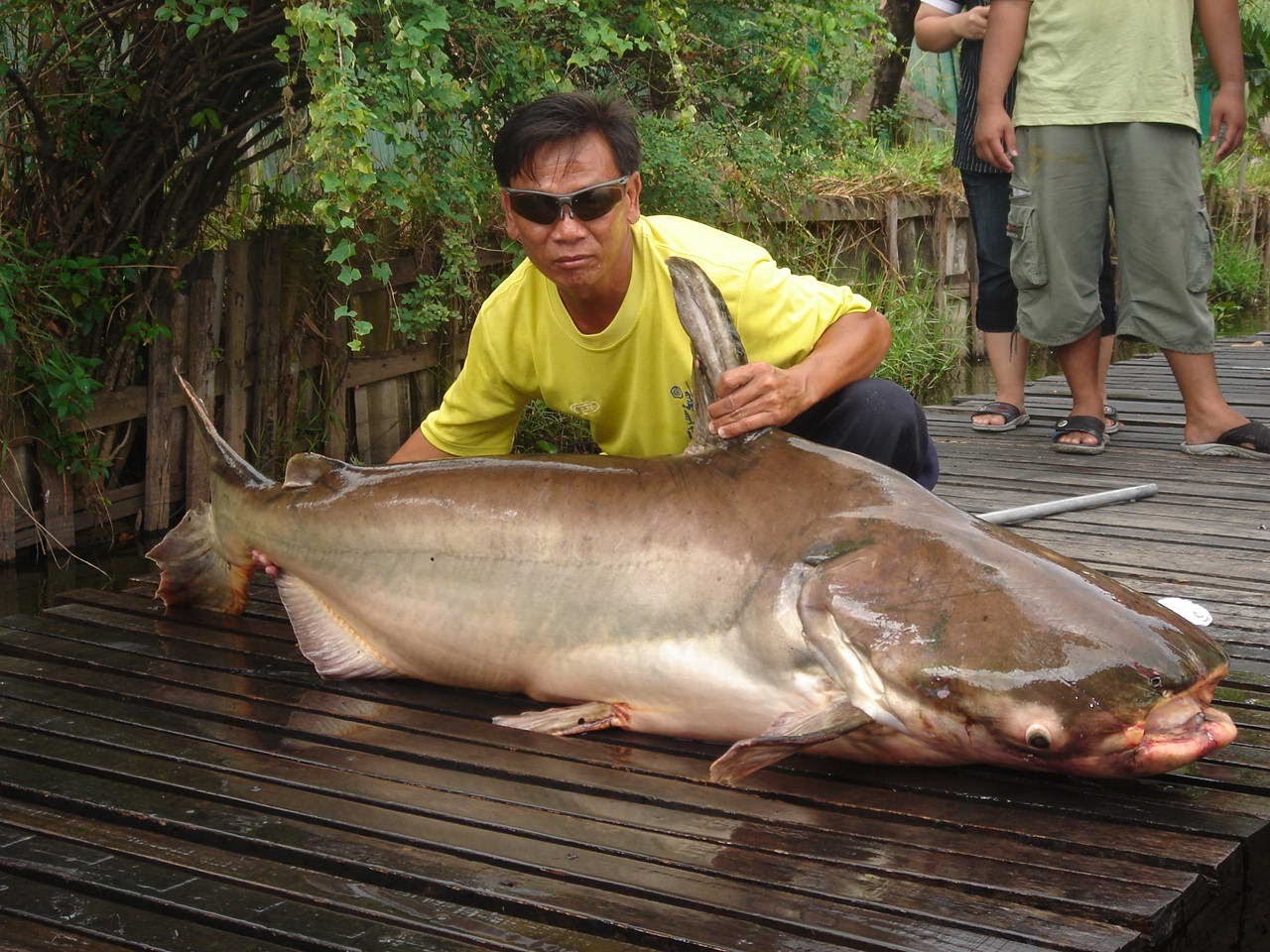 Mekong giant Catfish рыба