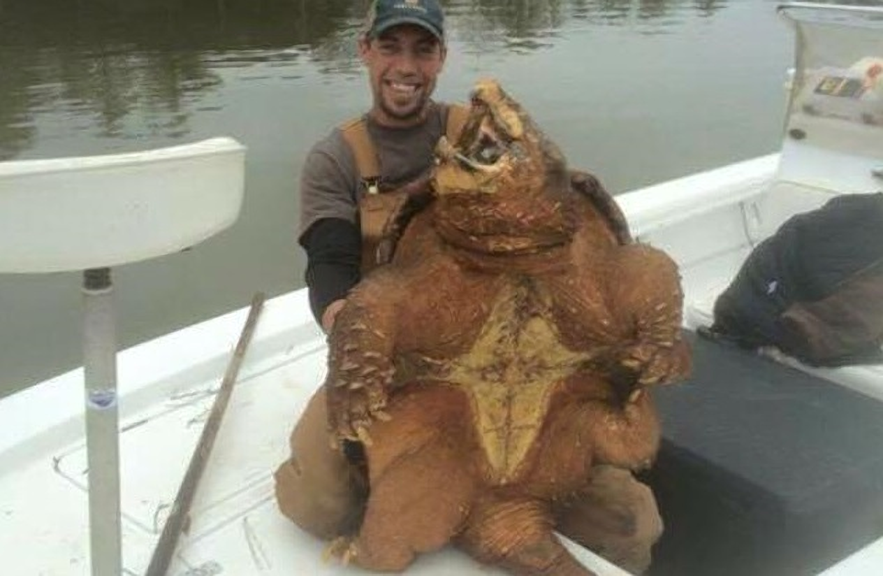 crunch the giant alligator snapping turtle