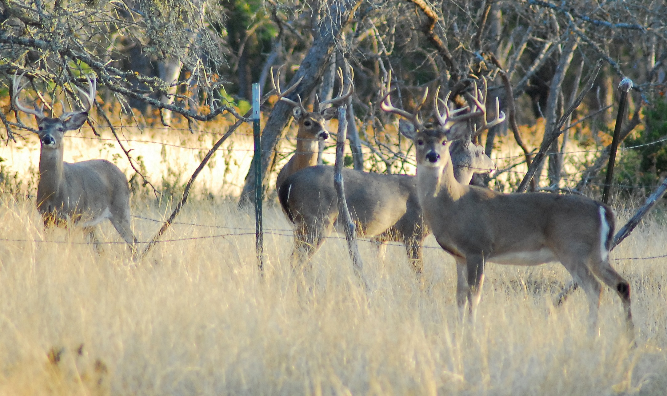 Indiana Legalizes Captive Deer Hunting OutdoorHub