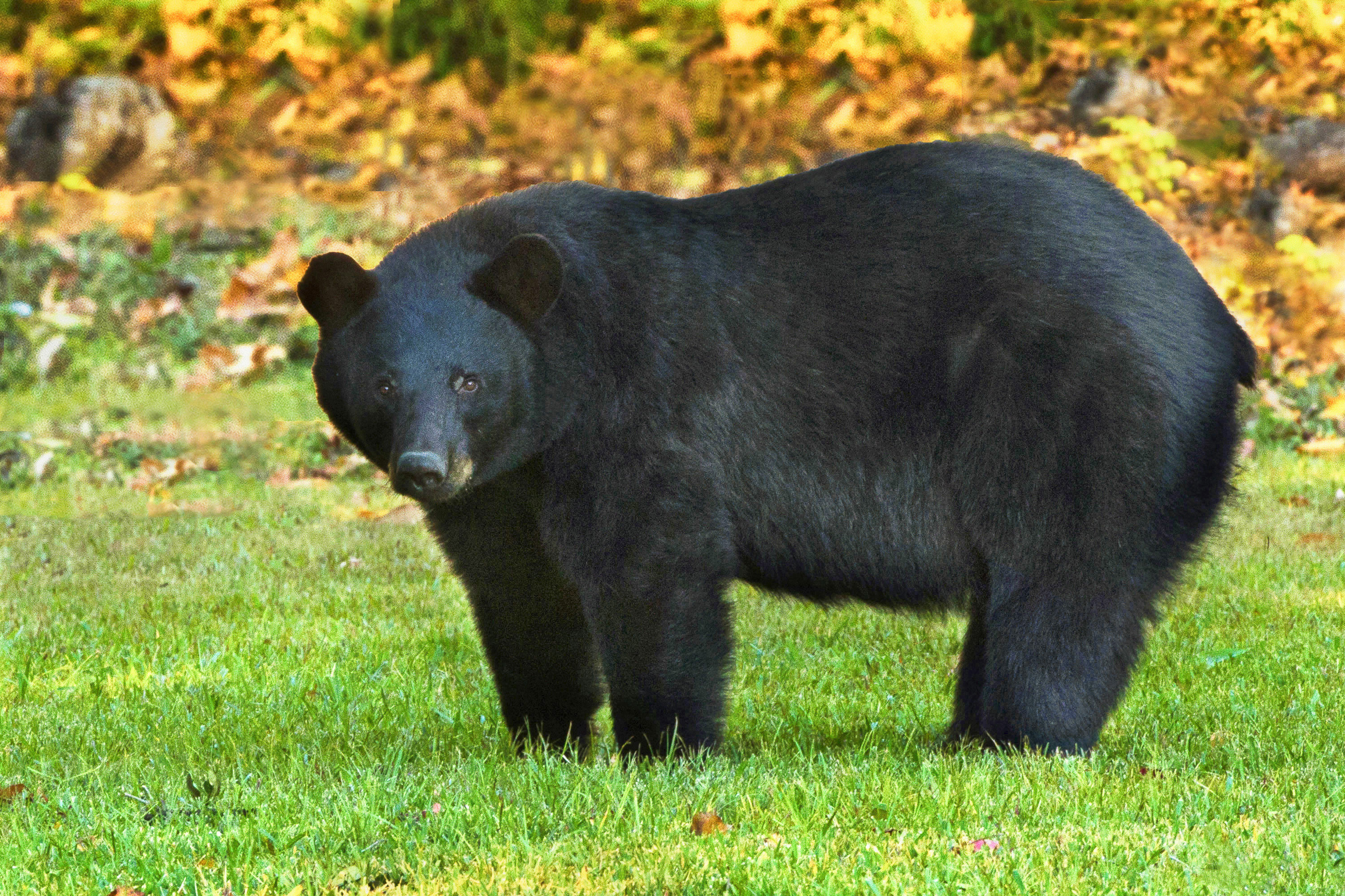 Teddy Roosevelt Would Be Proud Louisiana Black Bears Recovered