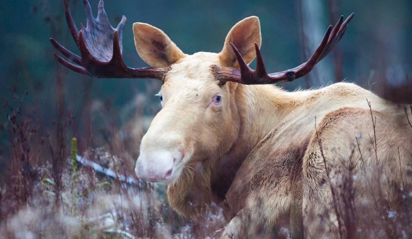 Moose Rare Spotted Super Wild Outdoorhub.