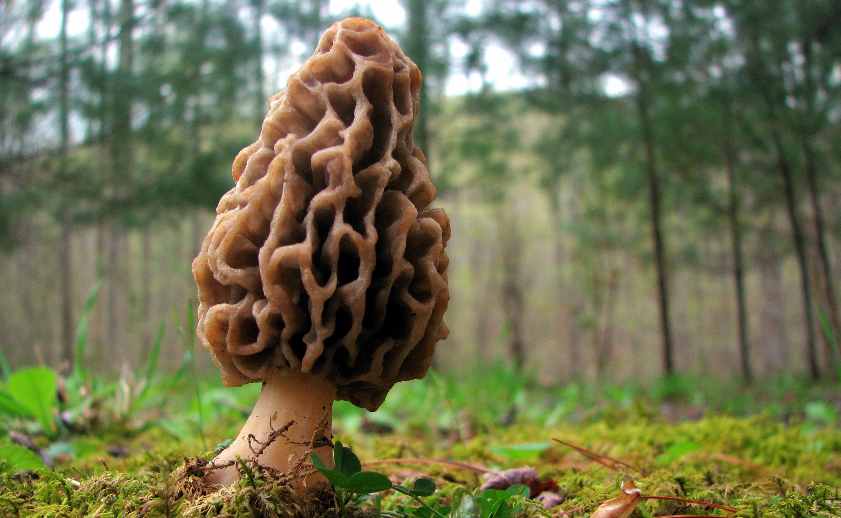 Foraging Made Easy With These 5 Wild Edibles | OutdoorHub