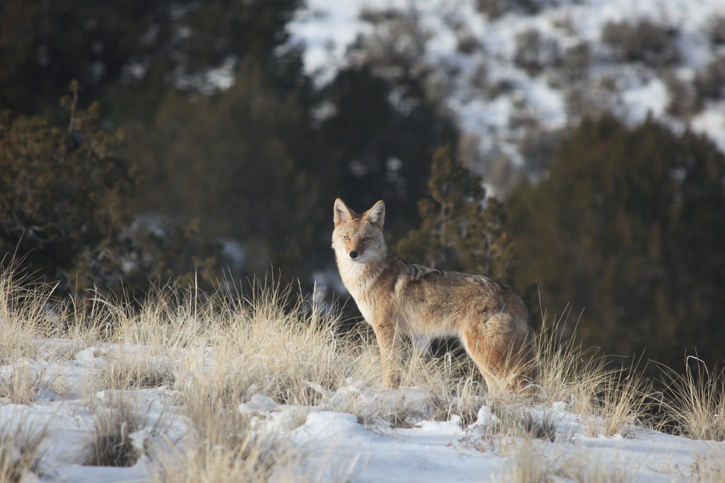 Michigan’s Coyote Hunt Now All Year-round | OutdoorHub