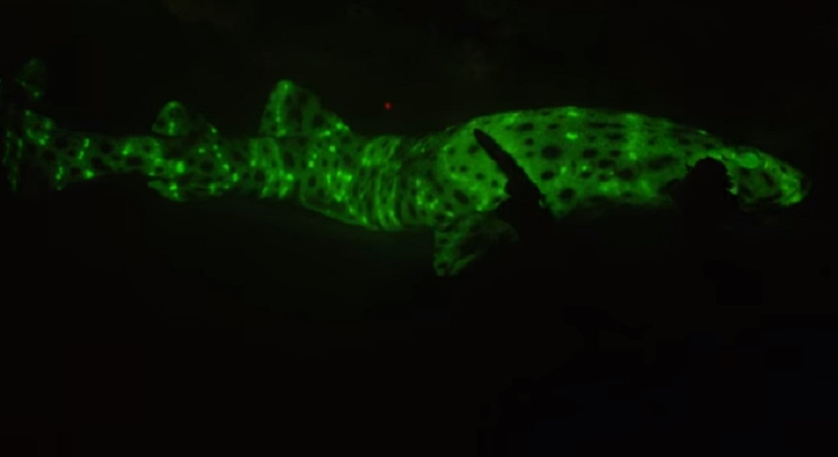 Video Scientists Develop Specialized Camera to Track Glowinthedark