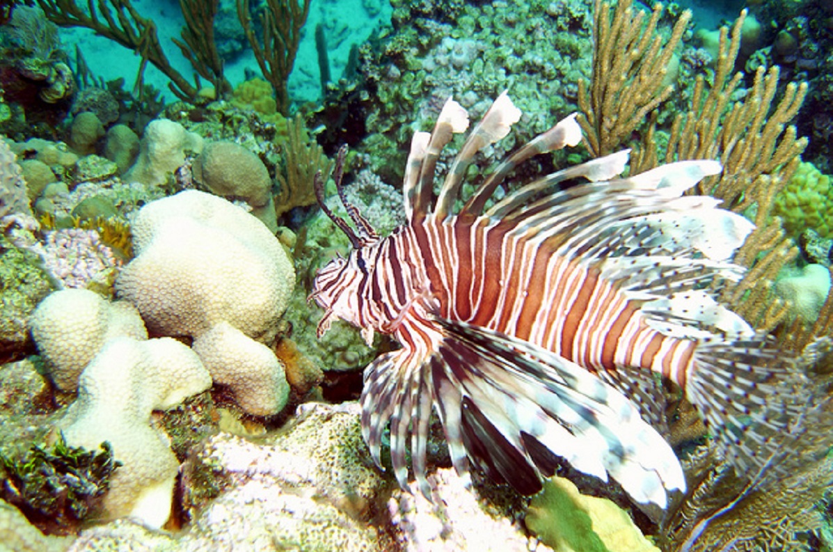 What You Need to Know About The Gulf Coast Lionfish Invasion | OutdoorHub