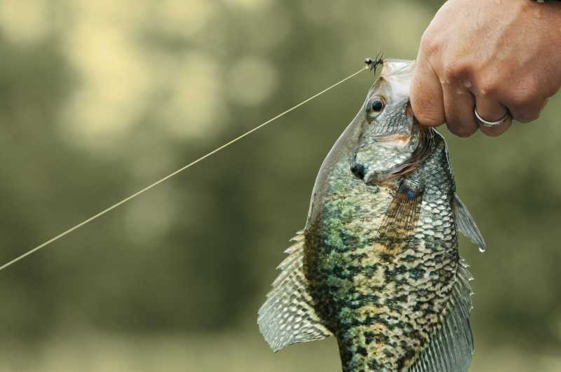 cabela's crappie combo