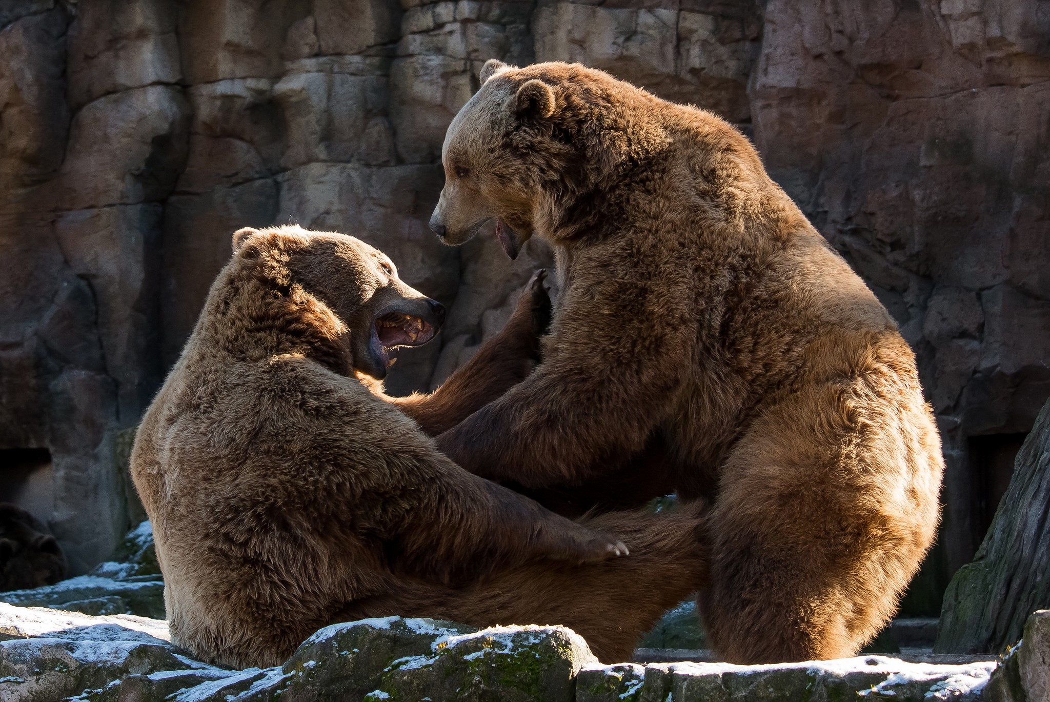 To bear something. Бурый медведь в зоопарке. They are Bears. Cub Nursing.