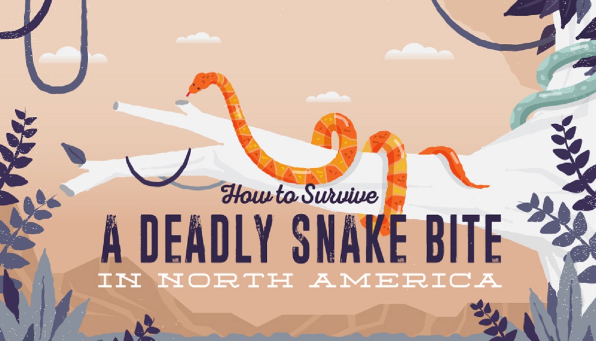 Infographic How to Survive a Venomous Snake Bite in North America