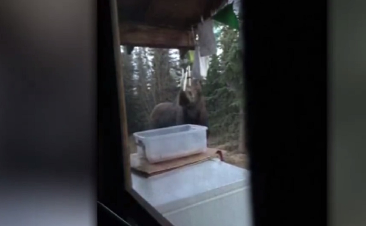 Video Musical Moose Plays A Hypnotizing Melody On Wind Chimes Video Musical Moose Plays A Hypnotizing Melody On Wind Chimes