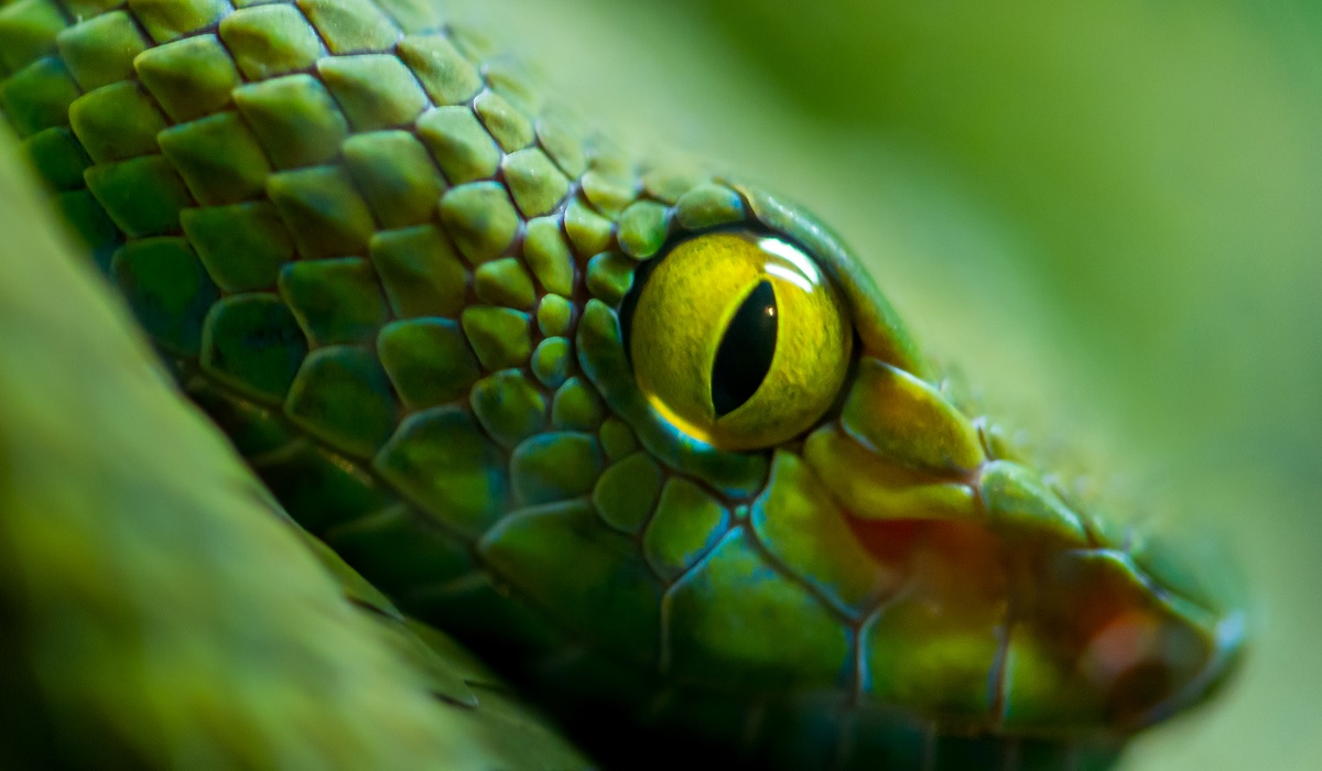 The Top 10 Deadliest Snakes in North America | OutdoorHub