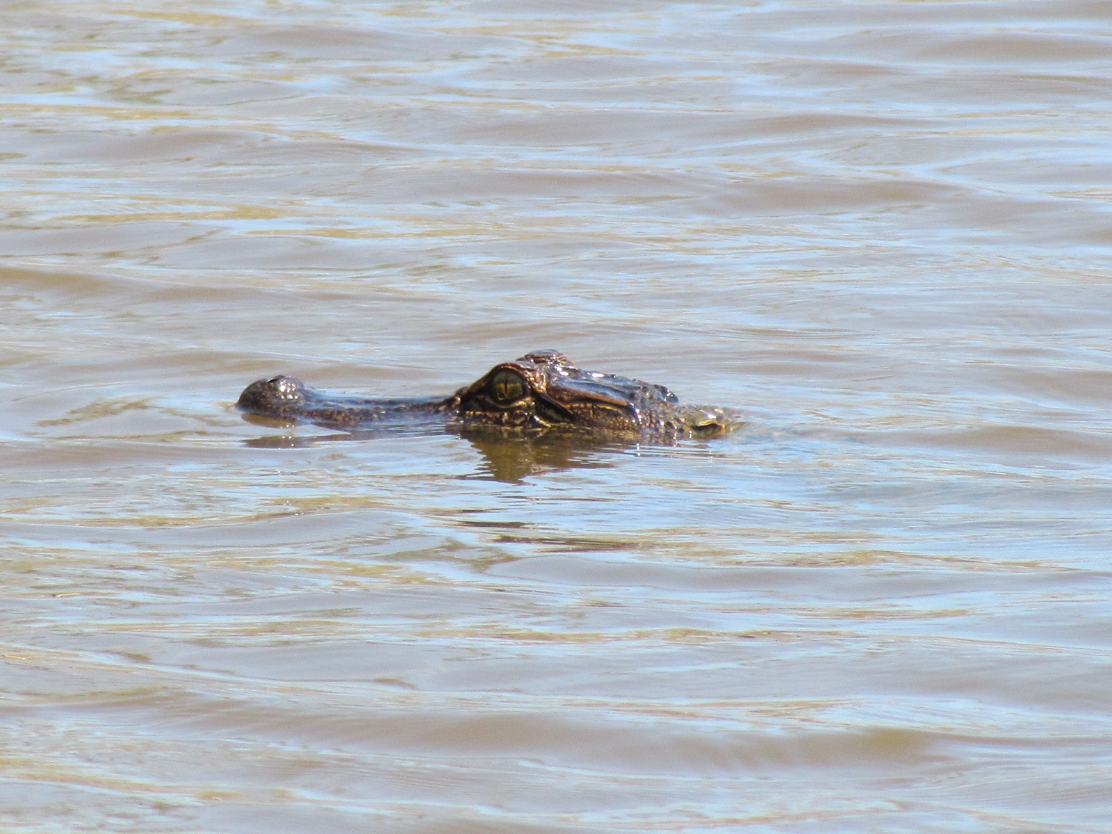 How NOT to be Eaten by an Alligator | OutdoorHub