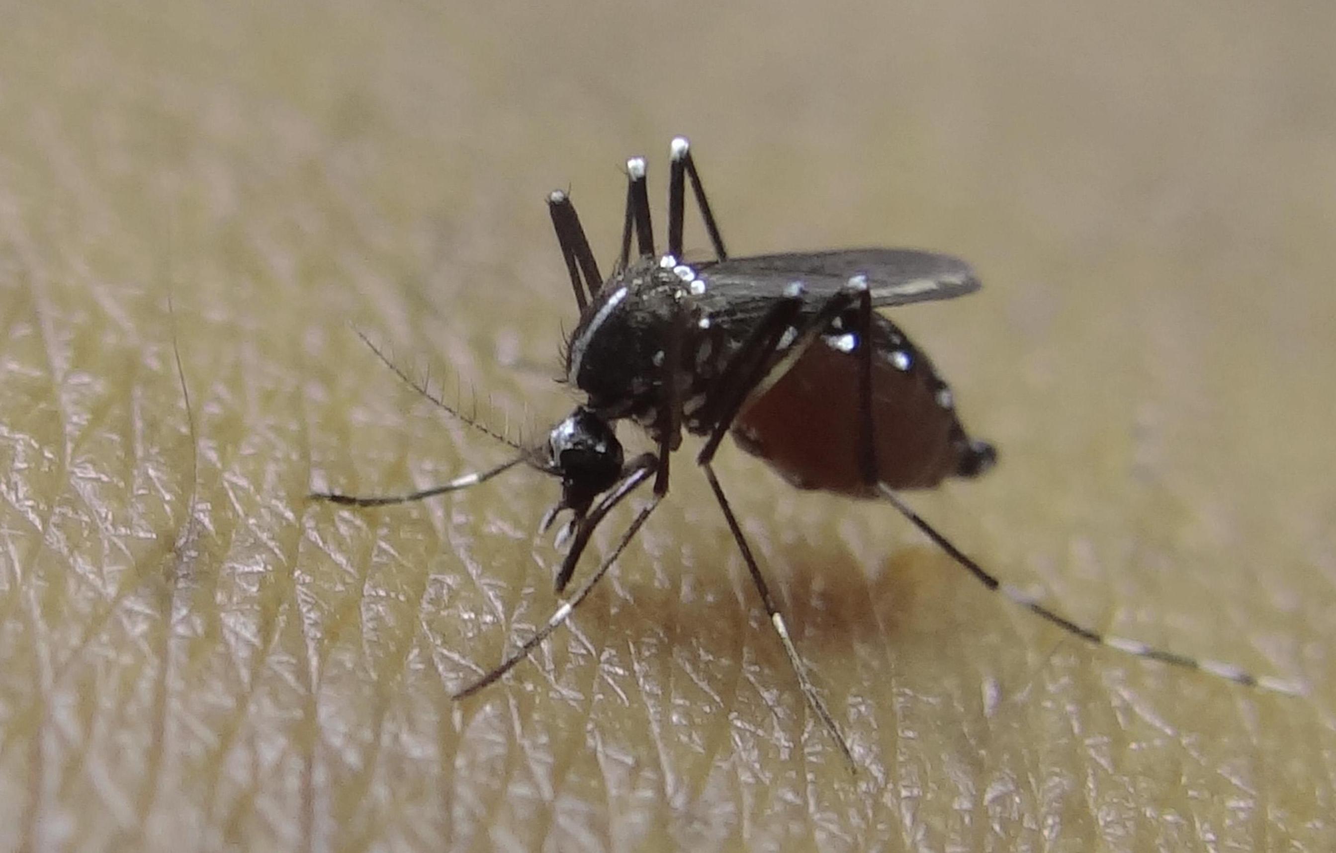 Do Baby Mosquitoes Look Like Tadpoles