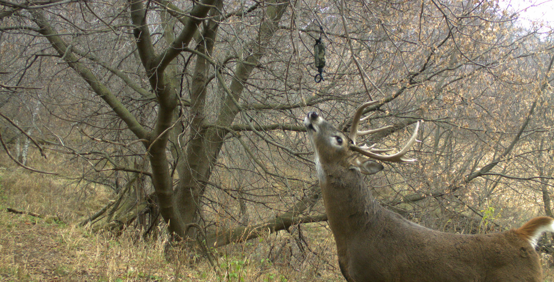 Wildlife Research Center: A Formula for Success | OutdoorHub