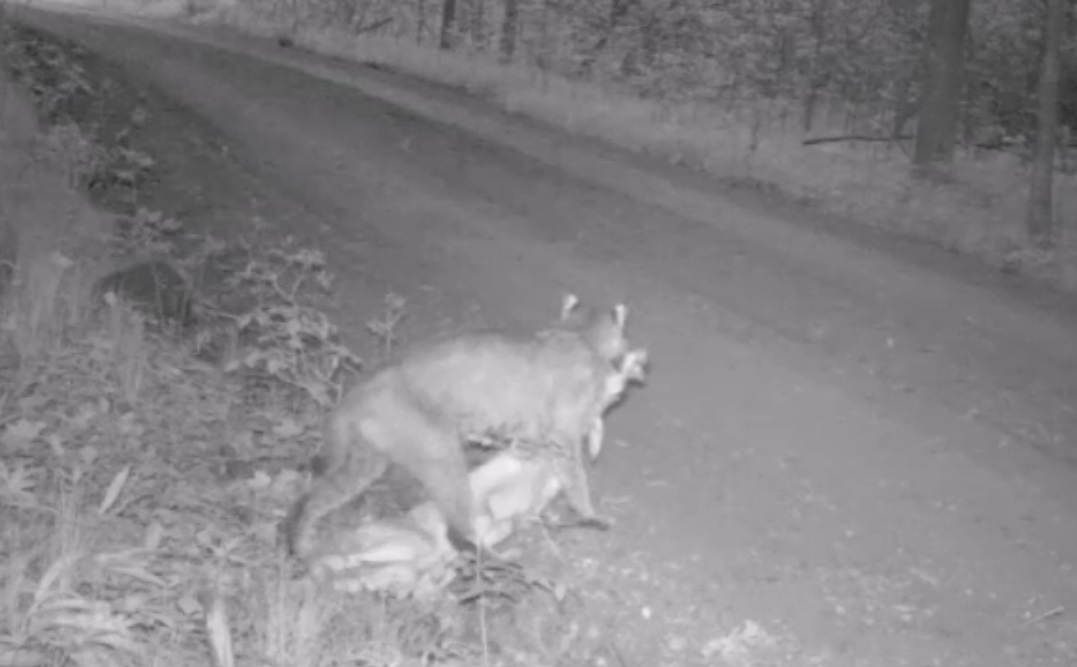 Video Bobcat Ruthlessly Takes Down Deer Fawn OutdoorHub