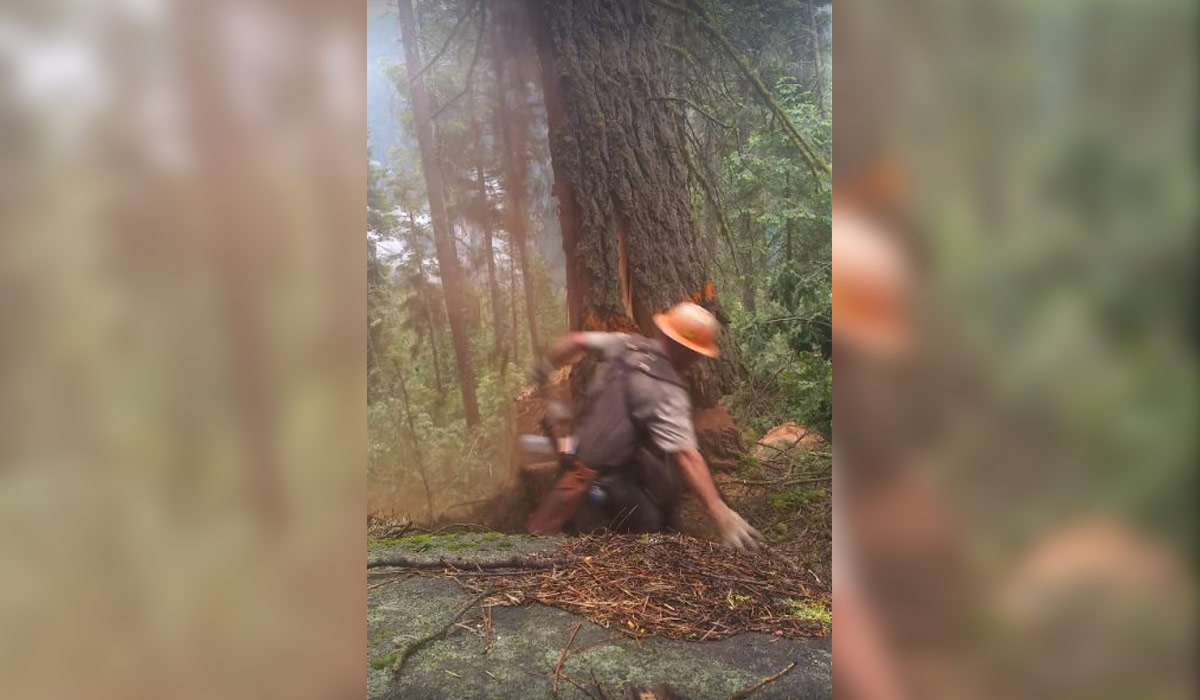 Must-See Video: Timber Cutter Narrowly Escapes Being Crushed by Tree ...