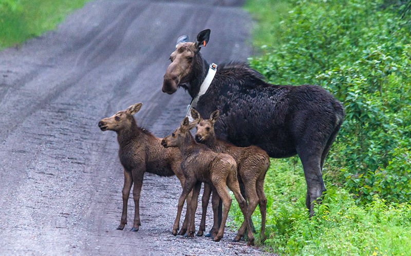 Wildlife Officials Northwestern Subspecies of Moose might