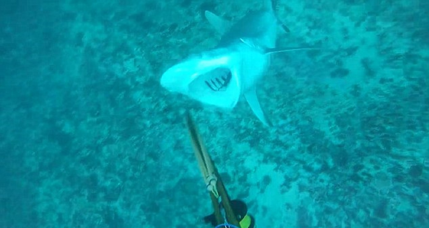 Video: Spear-fisherman Captures The Moment He Was Attacked By a Shark
