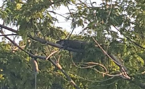 alligators climb trees outdoorhub