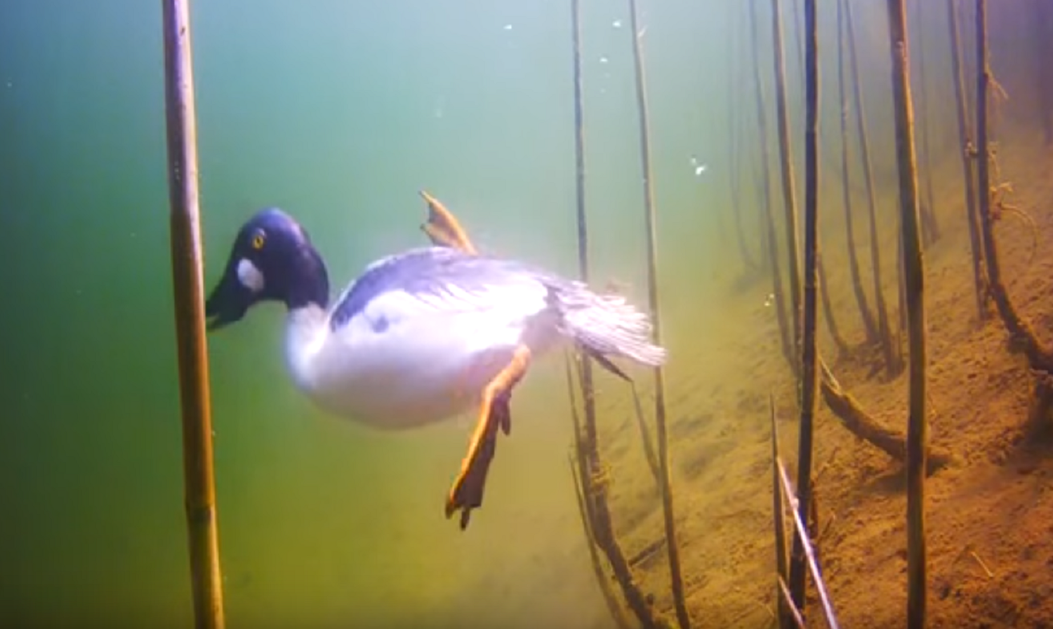 Video Rare Footage of a Diving Goldeneye Duck OutdoorHub