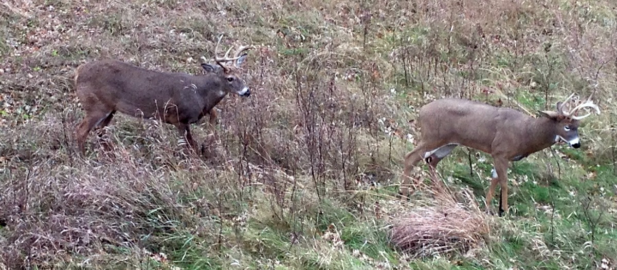 Review DSD Posturing Buck Decoy OutdoorHub