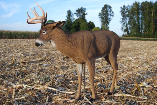 Review: DSD Posturing Buck Decoy | OutdoorHub