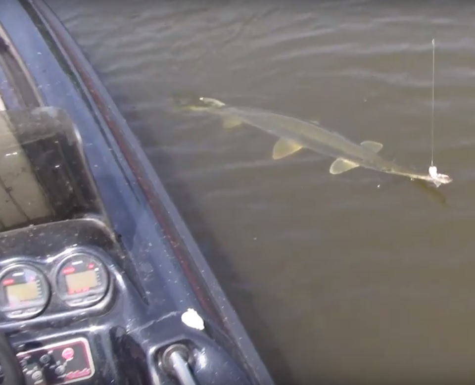 Video Gar Fishing Without a Hook OutdoorHub