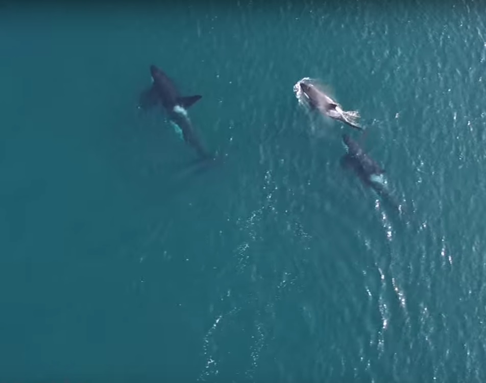 Throwback Thursday Video: Orca Punts Seal 80 feet into the Air | OutdoorHub