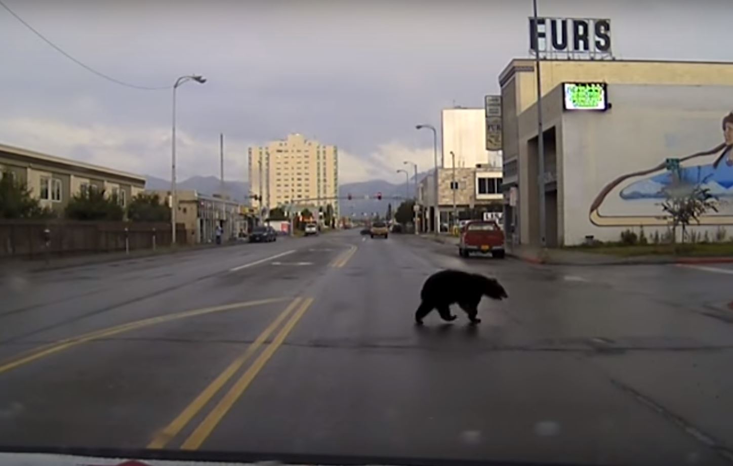 Video Black Bear Takes a Tour of Anchorage OutdoorHub
