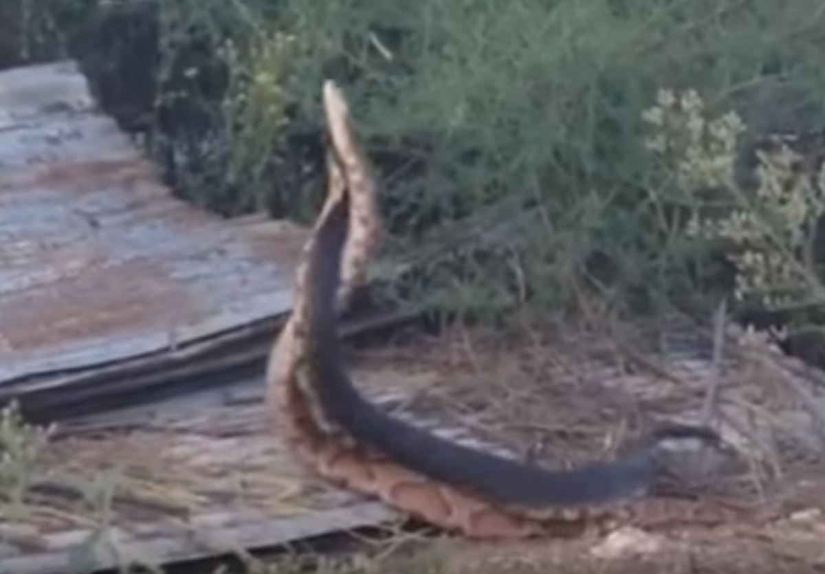 Video: Cottonmouth and Copperhead Snake Battle Each Other | OutdoorHub