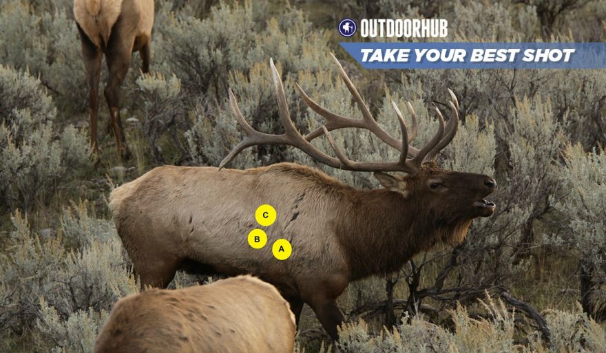 Tuesday’s Take Your Best Shot Archery Elk OutdoorHub