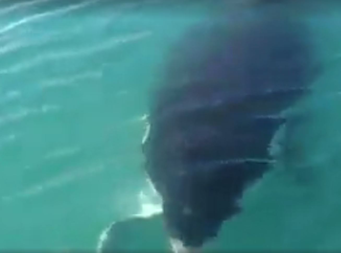 Video: Orca Steals Angler's Catch Right Next To Boat 