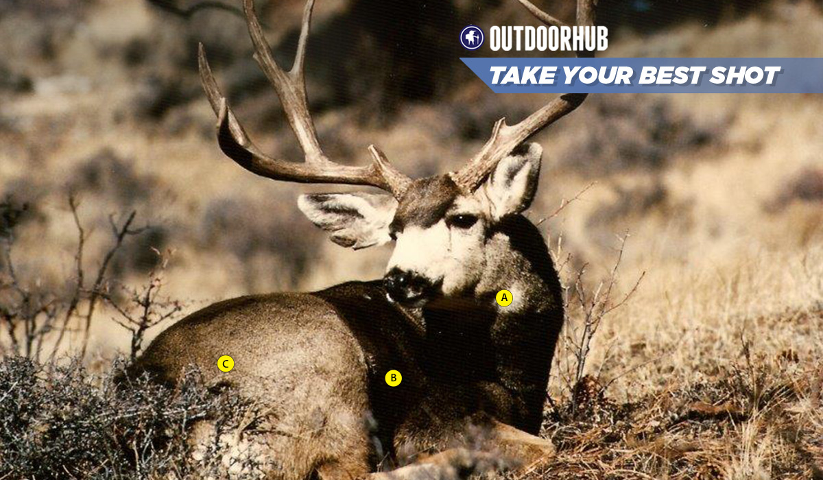 Tuesday’s Take Your Best Shot Archery Mule Deer at 35 Yards | OutdoorHub