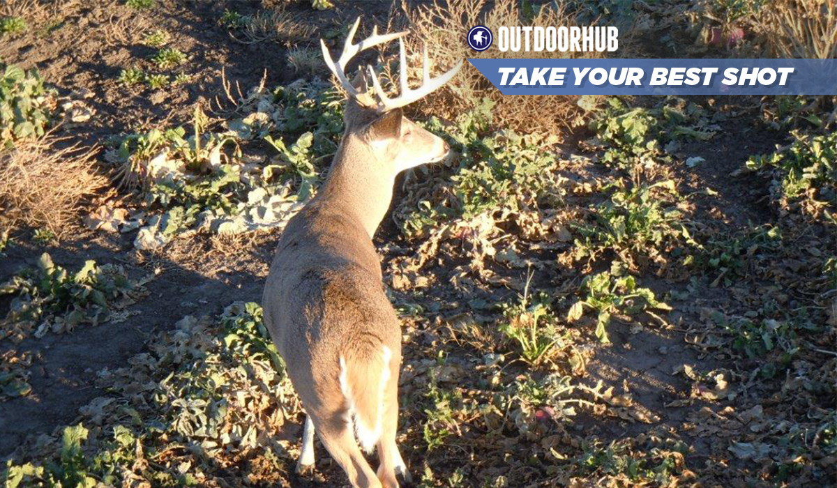 Tuesday’s Take Your Best Shot: Archery Whitetail | OutdoorHub