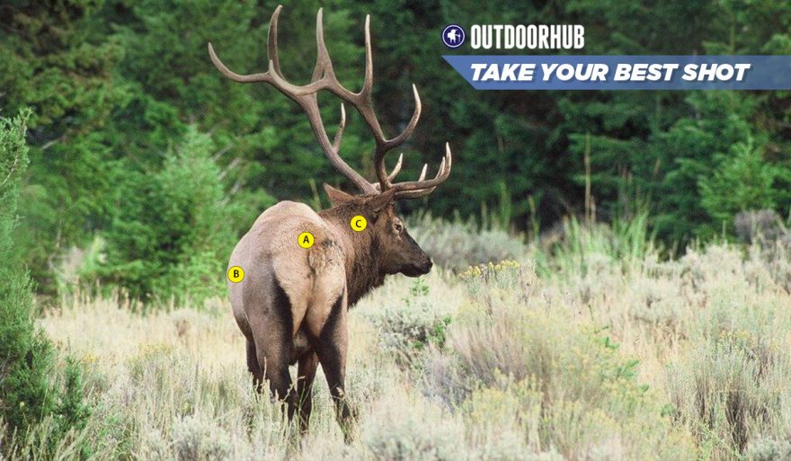 Tuesday’s Take Your Best Shot: Rifle Elk | OutdoorHub