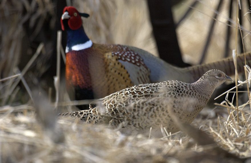 Michigan Pheasants Getting Big Upgrade to Help Restore Populations