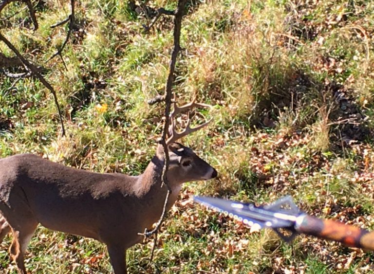 Whitetail Update Midwest Rut Report OutdoorHub