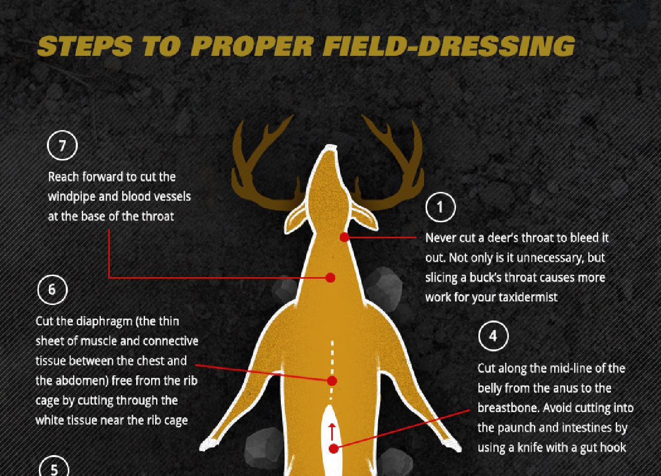 how to gut a deer