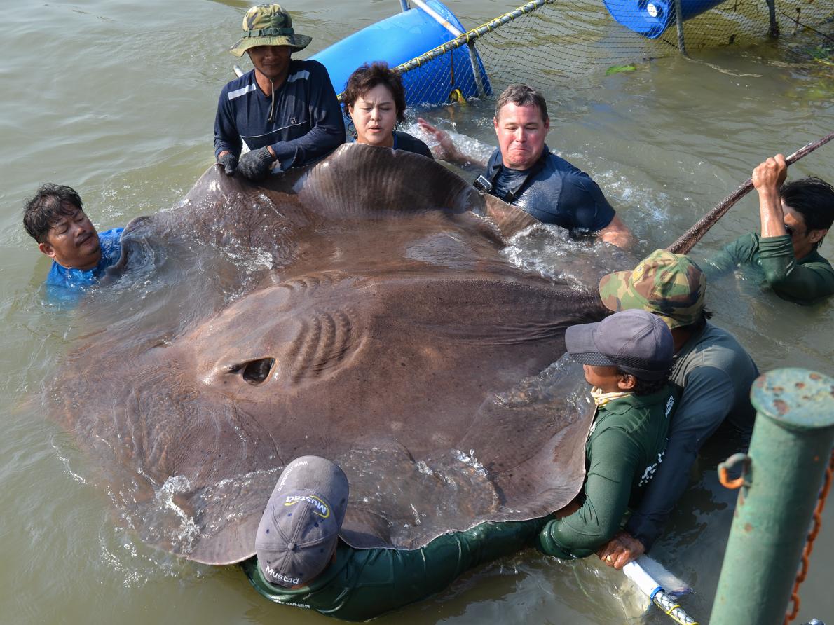 more-than-70-giant-freshwater-stingrays-mysteriously-found-dead