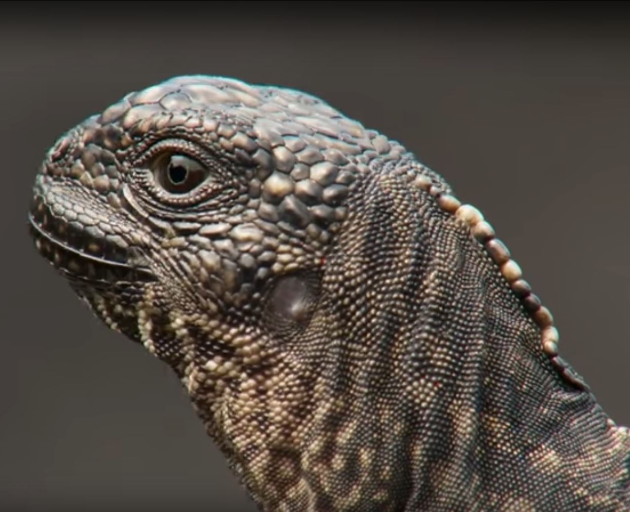 This Iguana Outruning Dozens of Snakes Might be The Most Intense ...