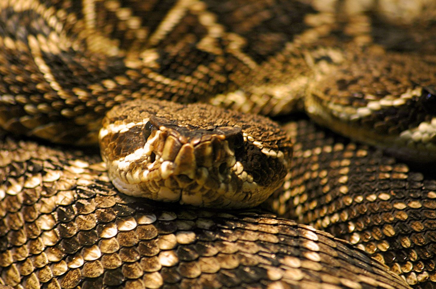 Texans Fighting for the Right to Pump Gasoline into Snake Dens to Flush ...