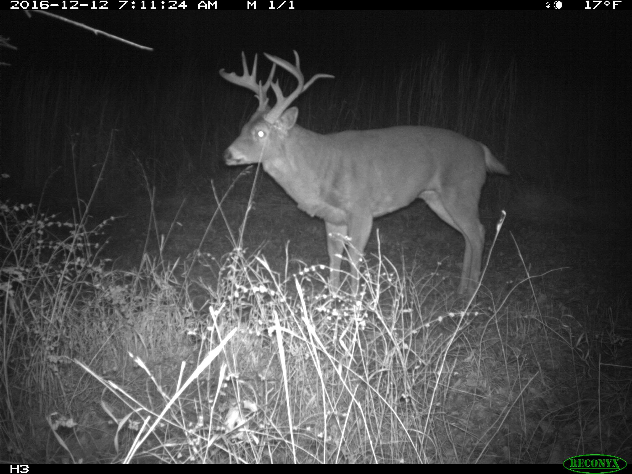 Whitetail Wednesday: Can You Guess the Age of This Buck? | OutdoorHub